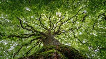 Fototapeta premium Looking up at a huge tree canopy, green leaves & moss-covered bark fills the frame