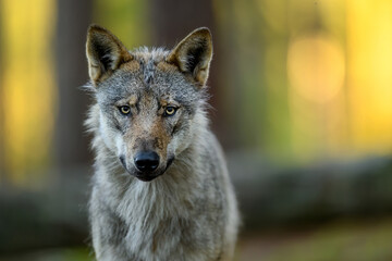 Grey wolf ( Canis lupus ) close up