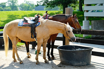 Two saddled horses drinking at a trough