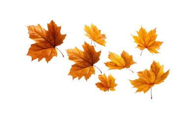 A set of autumn maple leaves falling in the air, isolated on a transparent background in PNG format.