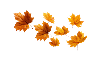 A set of autumn maple leaves falling in the air, isolated on a transparent background in PNG format.