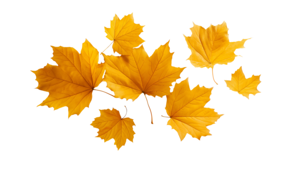 A set of autumn maple leaves falling in the air, isolated on a transparent background in PNG format.