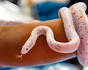 Rare Scaleless Palmetto Corn Snake