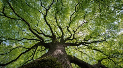 Fototapeta premium Low angle, worm's-eye view of a large tree with green leaves reaching toward the sky