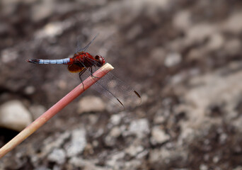 red-faced dragonfly, Erythrodiplax fusca, brazilian cerrado