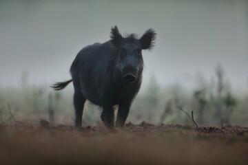 Dzik euroazjatycki, dzik, (Sus scrofa)