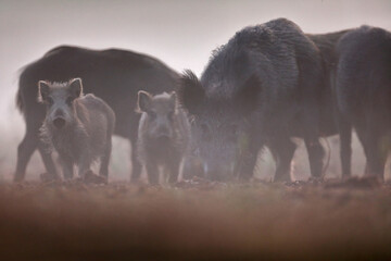 Dzik euroazjatycki, dzik, (Sus scrofa)