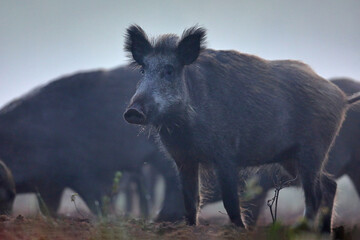 Dzik euroazjatycki, dzik, (Sus scrofa)