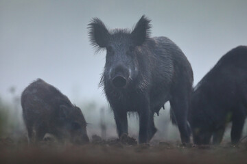 Dzik euroazjatycki, dzik, (Sus scrofa) © Bartosz Rakoczy