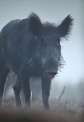 Dzik euroazjatycki, dzik, (Sus scrofa) © Bartosz Rakoczy