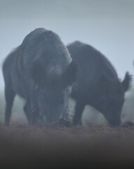 Dzik euroazjatycki, dzik, (Sus scrofa) © Bartosz Rakoczy