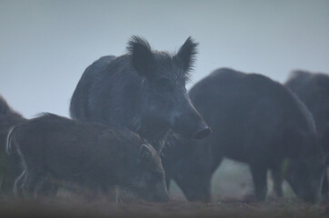 Dzik euroazjatycki, dzik, (Sus scrofa) © Bartosz Rakoczy