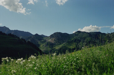 mountain landscape in summer