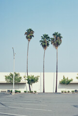 palm trees in the city