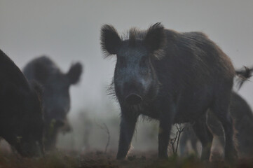 Dzik euroazjatycki, dzik, (Sus scrofa) © Bartosz Rakoczy