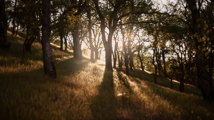 morning in the forest