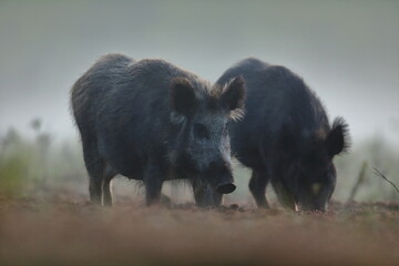 Dzik euroazjatycki, dzik, (Sus scrofa)
