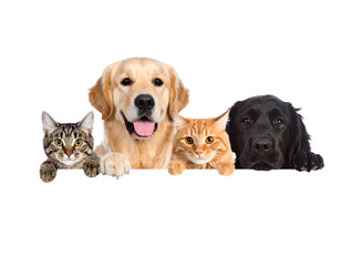 Fototapeta premium Golden Retriever, Labrador, Tabby Cat, Ginger Cat: Companion Animals, Pet Portraits, Domestic Pets, Furry Friends, Animal Photography PNG, Transparent Background.