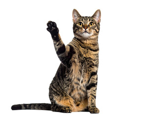Fototapeta premium Tabby Cat Raising Paw: A Striking Pet Portrait PNG, Transparent Background.