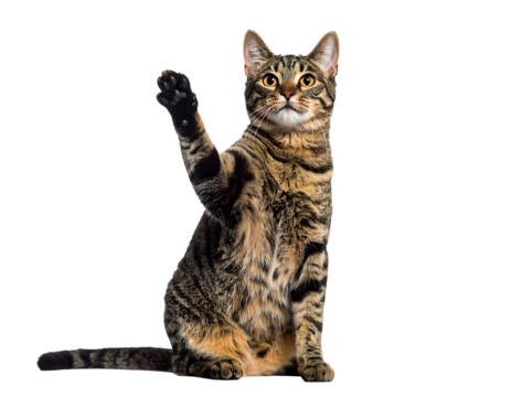 Tabby Cat Raising Paw: A Striking Pet Portrait PNG, Transparent Background.