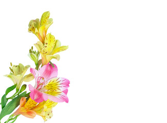 Colorful alstroemeria Peruvian lily flowers with green leaves white on a transparent background. Perfect for floral compositions, greeting cards, and design elements. Copy space