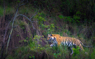 A majestic Bengal Tiger walks through the wild terrain of Dhikala Zone, Jim Corbett National Park -...