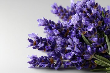 Fototapeta premium Lavender flowers arranged neatly on a textured surface showcasing vibrant purple hues and delicate green leaves