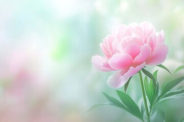 Fototapeta premium A delicate pink peony flower blooms gracefully against a soft, dreamy, pastel-colored background, creating a serene and beautiful scene.