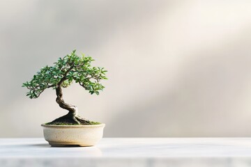 A beautifully cultivated bonsai tree with a twisted trunk, sitting in a ceramic pot on a clean, bright surface.