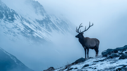 Naklejka premium Solitary Elk Standing on Snowy Rocky Slope Against Misty Alpine Mountain