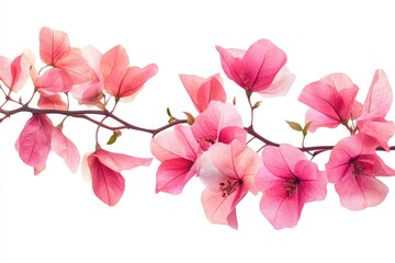 Vibrant pink bougainvillea flowers on a vine, isolated against a transparent backdrop