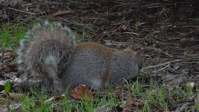 Grey Squirrel (Sciurus carolinensis) Foraging and Eating Food on the Ground