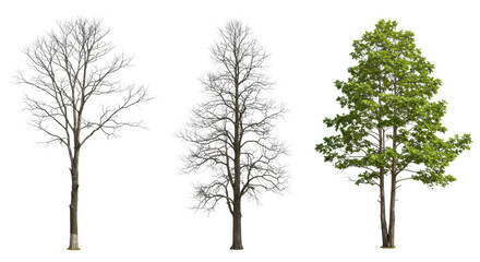 Ultra-realistic uhd studio photo of five distinct trees: three intricate bare deciduous trees and two with sparse green foliage, isolated on a transparent background with controlled lighting, 3/4