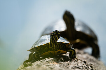Red-Eared Slider Turtle on Shore – Wildlife Reptile Photography