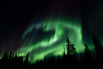 Stunning greenish Northern lights over snow-covered trees and white landscape during a full moon in Riisitunturi National Park, Lapland