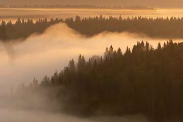 Misty landscape at dawn with soft golden light illuminating treetops and rolling fog, creating a...
