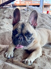 Fototapeta premium Cute French Bulldog puppy lounging on a sandy surface with its tongue out. Perfect image showcasing a playful expression and gestures, highlighting an adorable moment with a miniature pet in leisure.