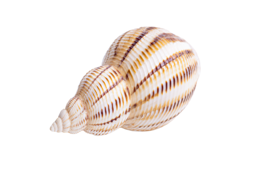a shell on a white background with a shadow