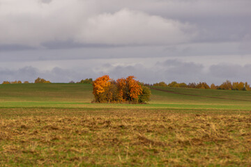 Autumn landscape featuring vibrant orange trees surrounded by lush green fields under a cloudy sky,...