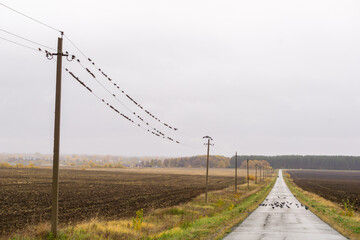 Serene rural landscape featuring a winding road, power lines adorned with birds, and expansive...