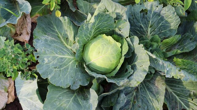 Mature cabbage head growing amid verdant agricultural field, spreading dense green leaves representing sustainable organic crop cultivation