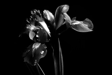 Black and White Iris Flower Close-Up