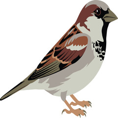 Side Profile House Sparrow Vector – Minimalist Realistic Bird Illustration