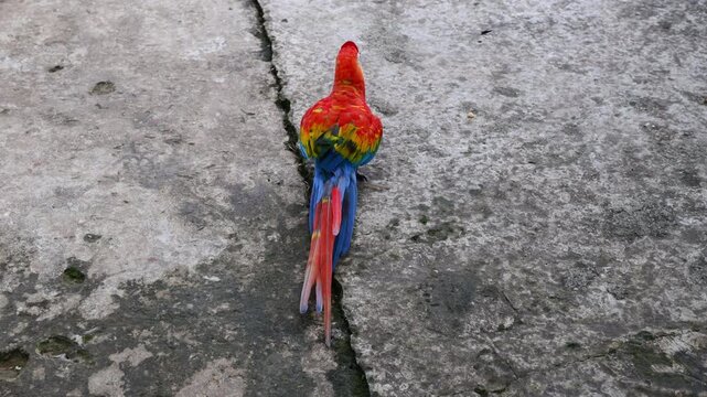 Ara macaw parrot perched on branch. Colorful feathers, tropical bird, wildlife, rainforest habitat, South America, exotic animal, close-up, beak, plumage, vibrant colors