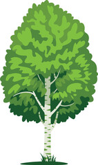 Vector Birch Tree Illustration – Minimalist Symmetrical Canopy Design