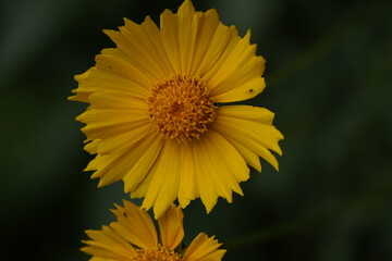 yellow valentine sunflower