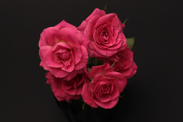 Close-up soft focus red, pink color Rose flower bud bouquet, water drops on dark black. Natural top...
