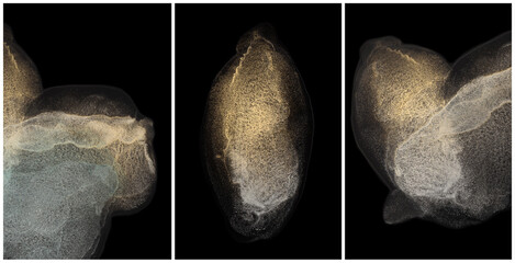 Glow paper grain texture painting blot. Abstract gold, silver stain on black background.