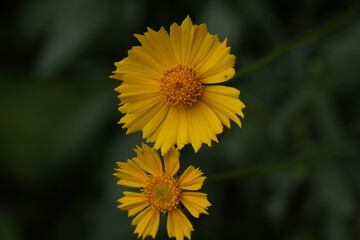yellow valentine sunflower