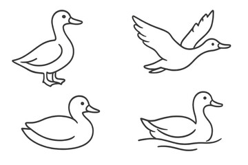 Duck line art illustration set. Minimalist duck sketch in black in various poses: standing, sitting, flying, swimming. Simple outline vector icon collection for logo design.